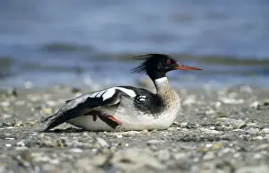 Red-breasted Merganser Duck - male resting on seashore