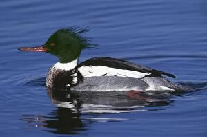 Red-breasted MERGANSER DUCK - male on water