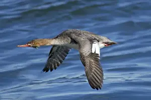 Mergus Prints: Red-breasted Merganser - female in flight - winter - February at Barnegat Light - NJ - USA