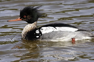 Images Dated 5th May 2005: Red-breasted Merganser. Male
