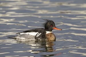 Latest images December 2016 Gallery: Red-breasted Merganser male