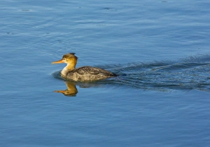Images Dated 28th November 2007: Red-breasted Merganser (Mergus serrator) female, winter, on the sea