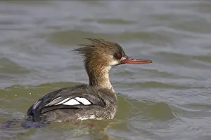 Red-Breasted Merganser - swimming Fort de Soto, florida, USA BI000122