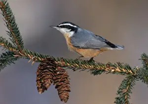 Red-breasted Nuthatch