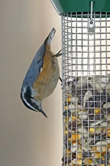 Red-breasted Nuthatch