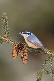 Red-breasted Nuthatch Connecticut in January