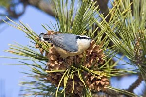 Red-breasted Nuthatch - in winter feeding on pine cone seeds