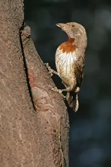 Red Breasted Prints: Red-breasted Wryneck