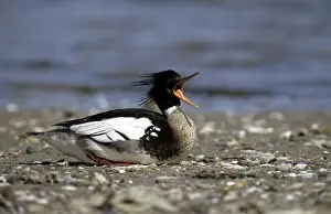 Drake Prints: Red-breastedMerganser Duck - male calling at approaching rival