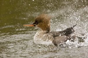 Red-breaster Merganser - adult male preening and