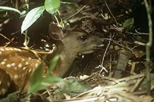 Red Brocket Deer - young showing camouflage markings Amazonas Brazil South America
