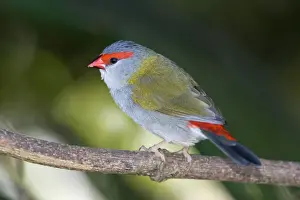 Red-browed Finch - adult sits on a branch under a bush in dense vegetation in a subtropical rainforest - Lamington National Park, Central Eastern Australian Rainforest World Heritage Area, Queensland, Australia