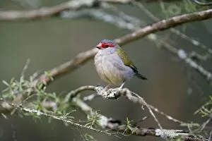 Red-browed Finch - One of a flock of wild birds that were visiting a wetland birds feeding area at Healesville Sanctuary