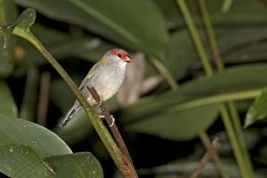 Browed Gallery: Red-browed Finch - perched on a stem