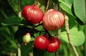 Apples Gallery: Red bush apples (Syzygium suborbiculare) can be