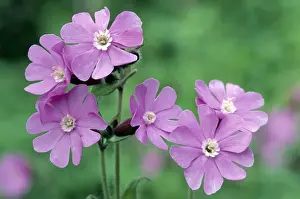 Red Campion