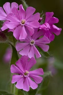 Red campion in flower