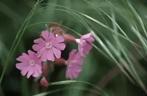 Campion Prints: Red Campion flowers
