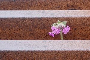 Red Campion - growing through cattle grid