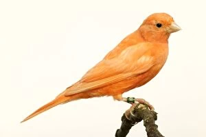 Canaries Gallery: Red Canary