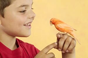 Red Canary - perched on boys hand