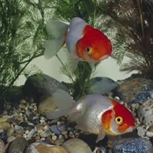 Goldfish Prints: Red Cap Ranchu Goldish