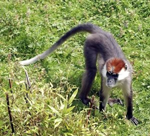 Images Dated 15th May 2009: Red Capped Mangabey - west Africa