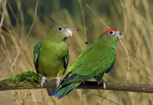 Red-capped Parrots