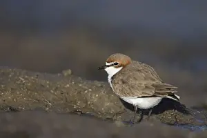 Plovers Prints: Red-Capped Plover - on beach - Queensland - Australia