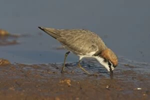 Red-capped Plover, feeding