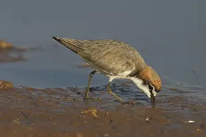 Red Capped Prints: Red-capped Plover, feeding. - A widespread plover closely related to the Kentish Plover