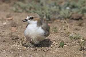 Images Dated 23rd September 2005: Red-capped Plover, female with wet abdomen. When returning to incubate this female had a wet