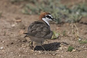 Red-capped Plover - male shading eggs at nest
