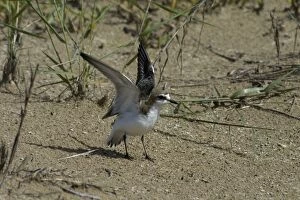 Red-capped Plover / Red-capped Dotterel - Injury-feigning display