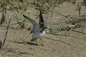 Red-capped Plover / Red-capped Dotterel - Injury-feigning display Red-capped Plover / Red-capped Dotterel - Injury-feigning display