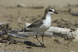 Red Capped Prints: Red-capped Plover / Red-capped Dotterel Lee Point, Darwin, Northern Territory, Australia