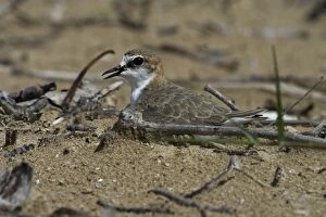 Red-capped Plover / Red-capped Dotterel - On nest