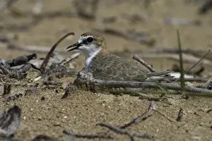 Red Capped Prints: Red-capped Plover / Red-capped Dotterel On nest Lee Point