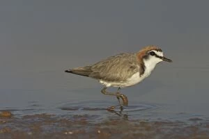 Red-capped Plover - A widespread plover closely related to the Kentish Plover
