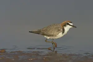 Red-capped Plover - A widespread plover closely related to the Kentish Plover. Inhabits both coastal and inland waterways. At a pond near Marble Bar, Pilbara, Western Australia
