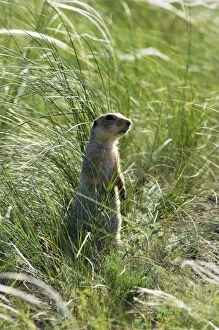 Images Dated 20th June 2008: Red-cheeked Souslik - adult - typical posture - near a burrow in steppe - observes an intruder