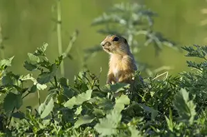Red-cheeked Souslik - adult - typical posture - observes surroundings while feeding on corn, lost during transportation - side of country road - typical in steppes of Orenburg region - South Russia - June. Ku41. 2162