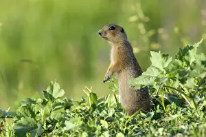 Red-cheeked Souslik - adult - typical posture - observes surroundings while feeding on corn, lost during transportation - side of country road - typical in steppes of Orenburg region - South Russia - June. Ku41. 2155