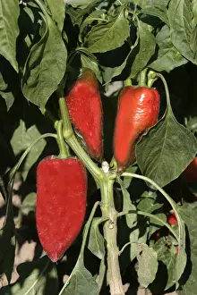 Peppers Prints: Red Chilli Pepper / Pimento