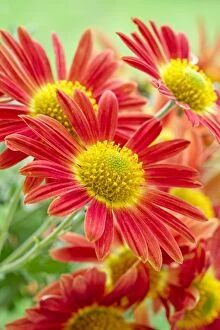 Red Chrysanthemum Flowers and Cottage Apricot