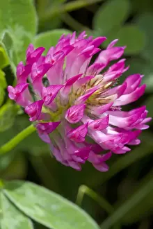 Clover Prints: Red Clover - close up of flower growing in a meadow. England, UK
