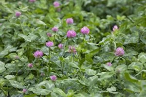 Clover Gallery: Red Clover flowers