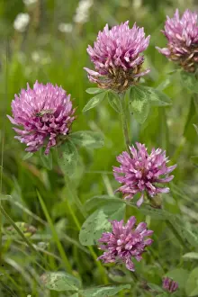 Clover Prints: Red clover (Trifolium pratense) - wild plant and fodder plant