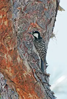 Florida Prints: Red-cockaded Woodpecker Florida, USA