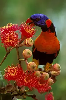 Red-collared Lorikeet - Feeding on Swamp bloodwood (Eucalyptus ptychocarpa) - Kakadu National Park - Northern Territory - Northern Australia JPF50995